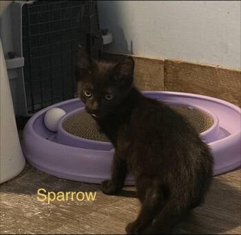 Sparrow -  Domestic Short Hair Cat for Adoption in Rochester Hills, Michigan - Sparrow | PetCurious
