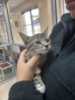 Rescue Domestic Short Hair Cats for Adoption in Houston, Texas - Scarlette | PetCurious