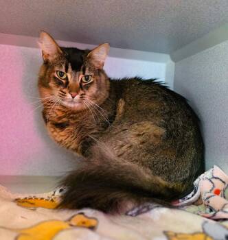 Domestic Long Hair Cats Available for Adoption in Sterling Heights, Michigan - Kevin | PetCurious