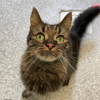Jace -  Domestic Long Hair Cat for Adoption in Enfield, New Hampshire - Jace | PetCurious