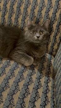Domestic Medium Hair Cats Available for Adoption in West Peoria, Illinois - Miss Stein | PetCurious
