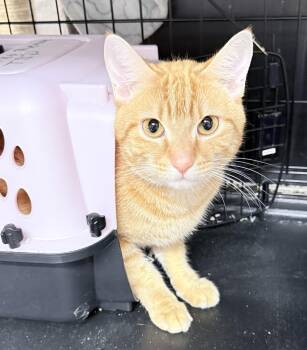 Rescue American Shorthair Cats for Adoption in Philadelphia, Pennsylvania - Johnny Drama | PetCurious