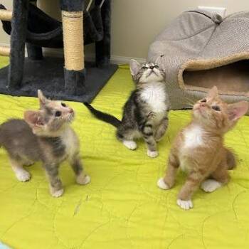 Gengar -  American Shorthair Cat for Adoption in South Elgin, Illinois - Gengar | PetCurious
