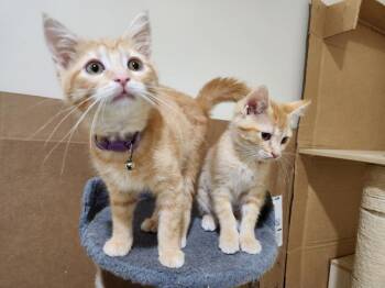 Jan -  Domestic Short Hair Cat for Adoption in Wheaton, Illinois - Jan | PetCurious