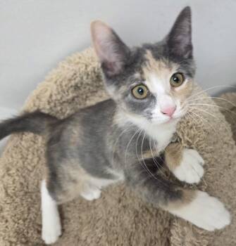 Baby Ruth -  Domestic Short Hair Cat for Adoption in Mount Prospect, Illinois - Baby Ruth | PetCurious