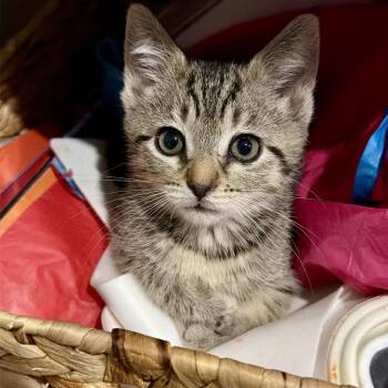 Calliope -  Domestic Short Hair Cat for Adoption - Calliope | PetCurious