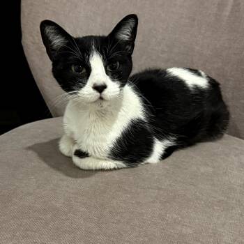 Rescue Domestic Short Hair Cats for Adoption in Long Beach, California - Cici | PetCurious