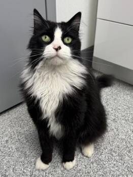 Rescue Maine Coon and Tuxedo Cats for Adoption in Orland Hills, Illinois - Johnny | PetCurious