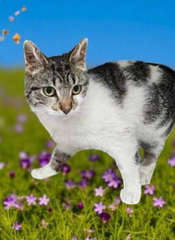 Rescue Domestic Short Hair Cats for Adoption in Sullivan, Indiana - Starlight | PetCurious