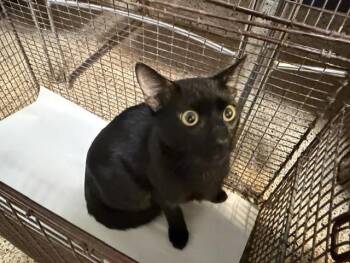Domestic Short Hair Cats Available for Adoption in Doral, Florida - NOEII | PetCurious
