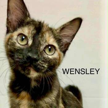 Rescue Tortoiseshell Cats for Adoption in Rushville, Illinois - Wensley | PetCurious