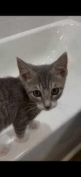 RUSSELL. 2026-300 -  Domestic Short Hair Cat for Adoption in Winder, Georgia - RUSSELL. 2026-300 | PetCurious