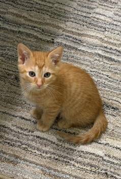 Tangerine -  Domestic Short Hair Cat for Adoption in South Bend, Indiana - Tangerine | PetCurious