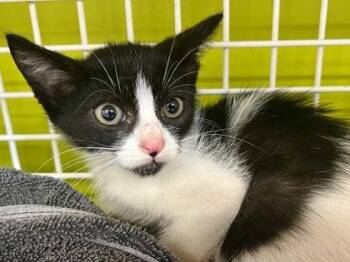 Tux -  Domestic Short Hair Cat for Adoption in Honolulu, Hawaii - Tux | PetCurious