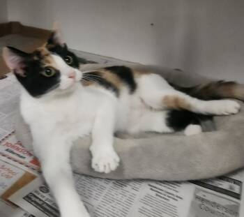 Rescue Domestic Short Hair and Calico Cats for Adoption in Lexington, Tennessee - ELLIE | PetCurious