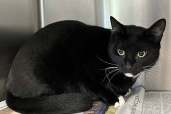 Rescue Domestic Short Hair Cats for Adoption in Carrollton, Texas - Jeeves | PetCurious