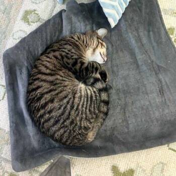 Domestic Short Hair Cats Available for Adoption in Atlanta, Georgia - Lona | PetCurious