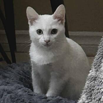 Rescue Domestic Short Hair Cats for Adoption in Victoria, British Columbia - Holly | PetCurious