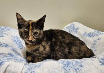 Peppermint Patty -  Domestic Short Hair Cat for Adoption in Fremont, Ohio - Peppermint Patty | PetCurious