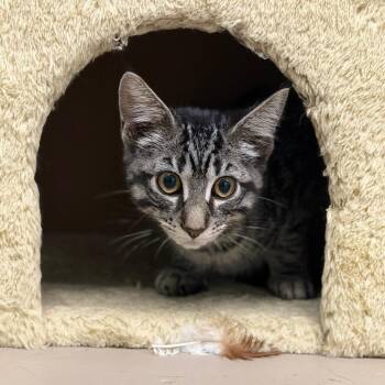 Carter Jr. -  Domestic Short Hair Cat for Adoption in Pittsford, Vermont - Carter Jr. | PetCurious