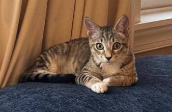 OLIVE -  Domestic Short Hair Cat for Adoption in Chicago Ridge, Illinois - OLIVE | PetCurious