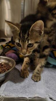 Independence -  Domestic Short Hair Cat for Adoption in Charleston, South Carolina - Independence | PetCurious