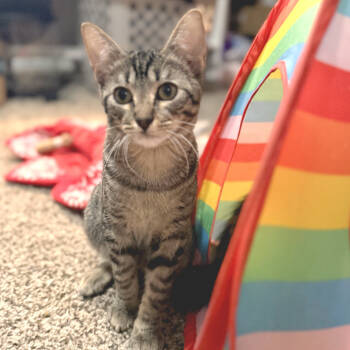 Rescue Domestic Short Hair Cats for Adoption in Houston, Texas - Vincent | PetCurious