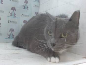 A604701 -  Domestic Short Hair Cat for Adoption in Orlando, Florida - A604701 | PetCurious