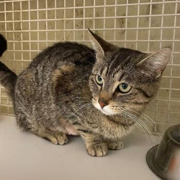 Grilled Cheese -  Domestic Short Hair Cat for Adoption in Roanoke, Virginia - Grilled Cheese | PetCurious