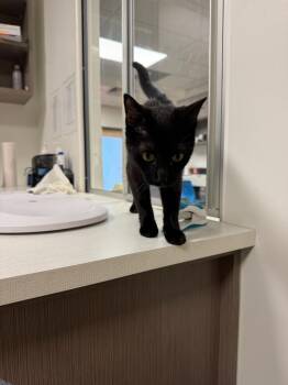 Tinker -  Domestic Short Hair Cat for Adoption in Greenfield, Indiana - Tinker | PetCurious