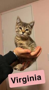 Virginia -  Domestic Short Hair Cat for Adoption in Mokena, Illinois - Virginia | PetCurious