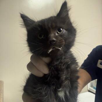 Zayn -  Domestic Short Hair Cat for Adoption in Reno, Nevada - Zayn | PetCurious