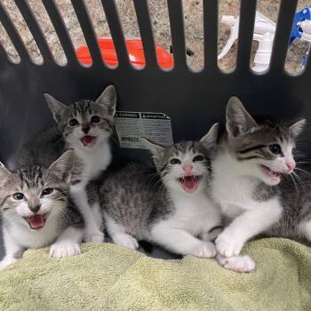 Rescue Domestic Short Hair Cats for Adoption in Dickinson, Texas - Peppa | PetCurious