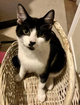 Rescue Tuxedo Cats for Adoption in Schertz, Texas - Dottie (CA) | PetCurious