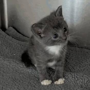 Kitt -  Domestic Short Hair Cat for Adoption in New York, New York - Kitt | PetCurious