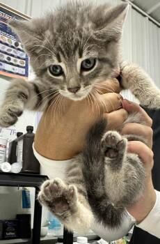 Rescue Domestic Short Hair Cats for Adoption in Hillsdale, Indiana - Happy | PetCurious