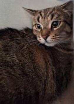 Domestic Short Hair Cats Available for Adoption in Hamilton, Ontario - Marley | PetCurious