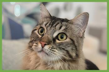 Machiavelli -  Domestic Long Hair Cat for Adoption in Amherst, Massachusetts - Machiavelli | PetCurious