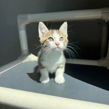 Wilson -  Domestic Short Hair Cat for Adoption in Ponca City, Oklahoma - Wilson | PetCurious