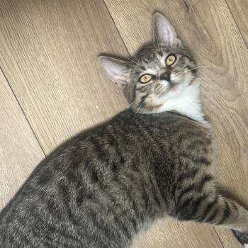 Morel -  Domestic Short Hair Cat for Adoption in Plainfield, Illinois - Morel | PetCurious