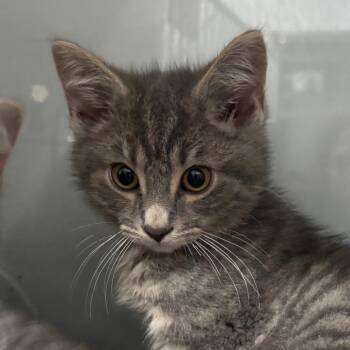 Phillip -  Domestic Short Hair Cat for Adoption in Fairmont, West Virginia - Phillip | PetCurious