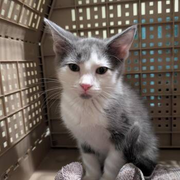 Domestic Short Hair Cats Available for Adoption in Saint Charles, Missouri - Howard | PetCurious