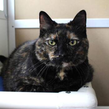 Domestic Short Hair Cats Available for Adoption in Des Moines, Iowa - Zina | PetCurious