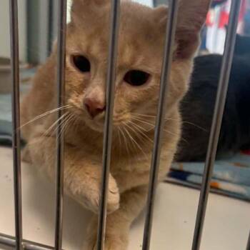 Mario -  Domestic Short Hair Cat for Adoption in Kingman, Arizona - Mario | PetCurious
