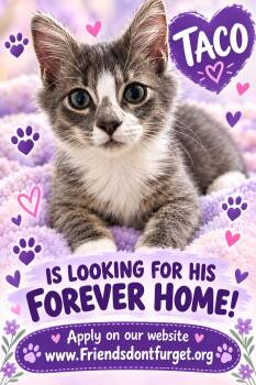 Taco ( Orlando Fl) -  American Shorthair Cat for Adoption in Orlando, Florida - Taco ( Orlando Fl) | PetCurious