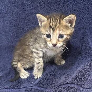 Croutons -  Domestic Short Hair Cat for Adoption in Oyster Bay, New York - Croutons | PetCurious