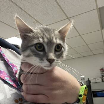 Rescue Domestic Short Hair Cats for Adoption in East St. Louis, Illinois - Snorlax-C | PetCurious