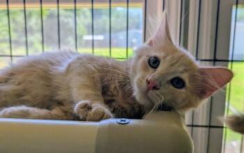 7921 Jade -  Domestic Long Hair Cat for Adoption in Hartwell, Georgia - 7921 Jade | PetCurious