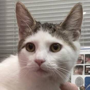 Smitty -  Domestic Short Hair Cat for Adoption in Cincinnati, Ohio - Smitty | PetCurious