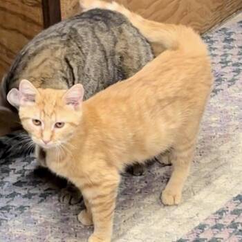 Domestic Short Hair Cats Available for Adoption - Marigold | PetCurious